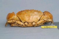 Mangrove stone crab Collection Image, Figure 4, Total 6 Figures